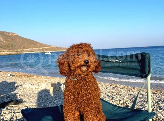 100 Safkan Erkek Toy Poodle