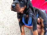 Irk Garantili Doberman Yavrular