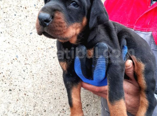 Irk Garantili Doberman Yavrular görsel
