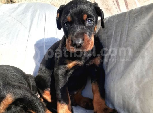 Irk Garantili Doberman Yavrular