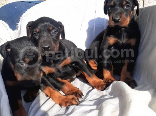 Irk Garantili Doberman Yavrular görsel