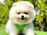 Ayicik Surat Pomerani̇an Boo Bebekler