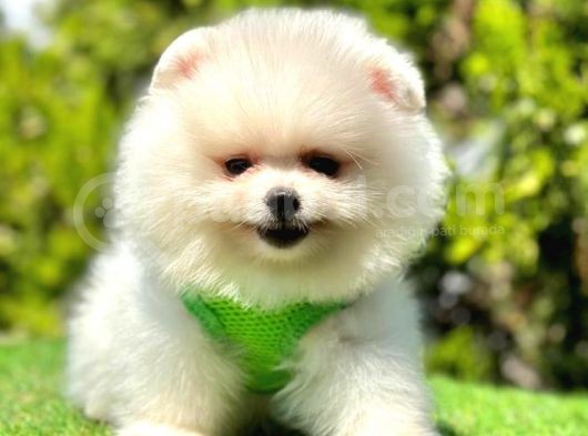 Ayicik Surat Pomerani̇an Boo Bebekler görsel