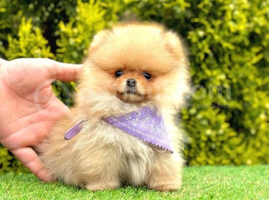 Teddy Face Pomerani̇an Yavrular görsel