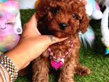 Kore Kan Di̇şi̇ Redbrown Toy Poodle