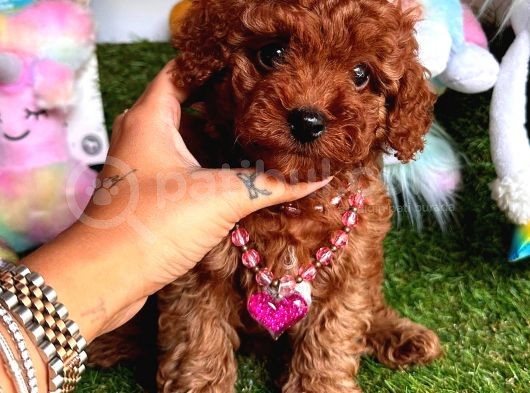 Kore Kan Di̇şi̇ Redbrown Toy Poodle görsel