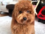 100 Safkan Erkek Toy Poodle