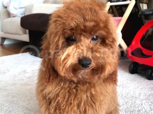 100 Safkan Erkek Toy Poodle görsel