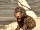 CHOCOLATE BROWN ÖZEL DİŞİ POODLE BEBEĞİMİZ