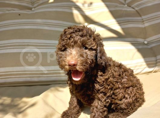 Chocolate Brown Özel Di̇şi̇ Poodle Bebeği̇mi̇z