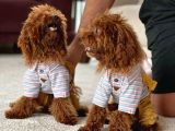 100 Safkan Erkek Toy Poodle