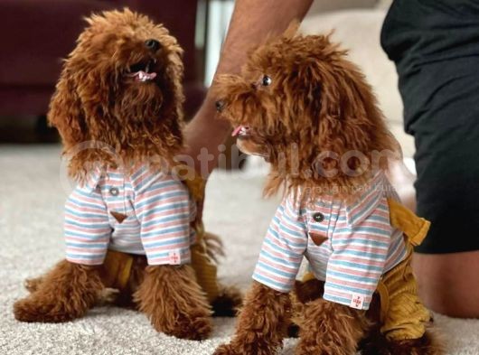 100 Safkan Erkek Toy Poodle görsel