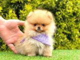 TEDDY FACE POMERANİAN YAVRULAR
