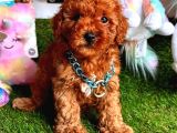 Kore Kan Red Erkek Toy Poodle