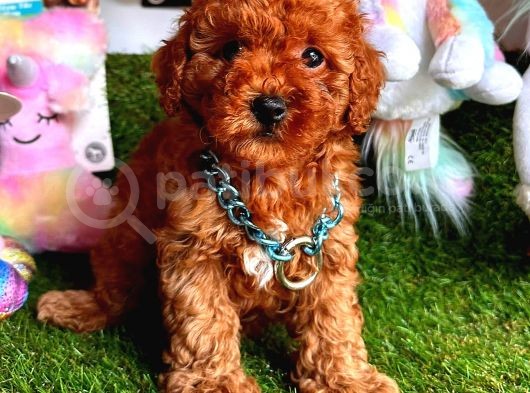 Kore Kan Red Erkek Toy Poodle görsel