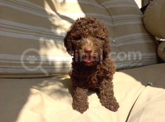 Chocolate Brown Özel Di̇şi̇ Poodle Bebeği̇mi̇z görsel