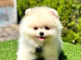 Ayicik Surat Pomerani̇an Boo Bebekler