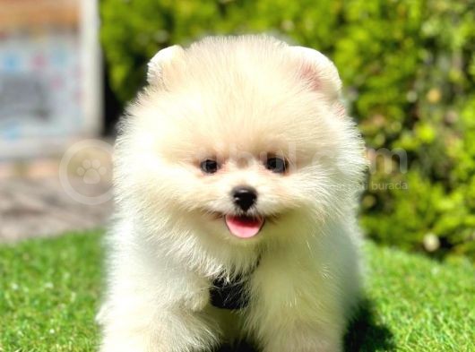 Ayicik Surat Pomerani̇an Boo Bebekler görsel