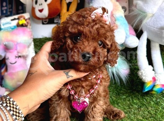 Toy Poodle Güzeli görsel