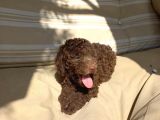 Chocolate Brown Özel Di̇şi̇ Poodle Bebeği̇mi̇z
