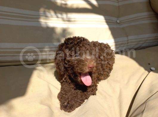 Chocolate Brown Özel Di̇şi̇ Poodle Bebeği̇mi̇z görsel