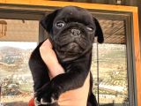Muhteşem Pug Bebeklerim