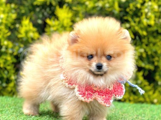 Teddy Face Pomerani̇an Yavrular görsel