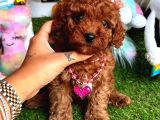 Kore Kan Di̇şi̇ Redbrown Toy Poodle