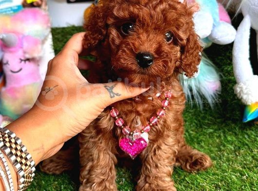 Kore Kan Di̇şi̇ Redbrown Toy Poodle görsel