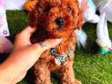 KORE KAN RED ERKEK TOY POODLE