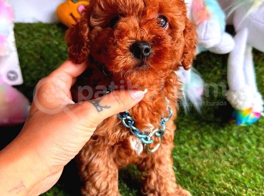 Kore Kan Red Erkek Toy Poodle