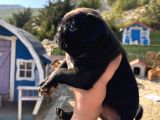 Muhteşem Pug Bebeklerim