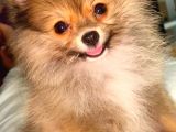 ORANGE DİŞİ TEACUP POMERANİAN BOO