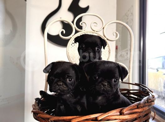Muhteşem Pug Bebeklerim görsel