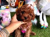 Toy Poodle Güzeli