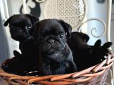 Muhteşem pug bebeklerim