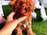 Kore Kan Red Erkek Toy Poodle