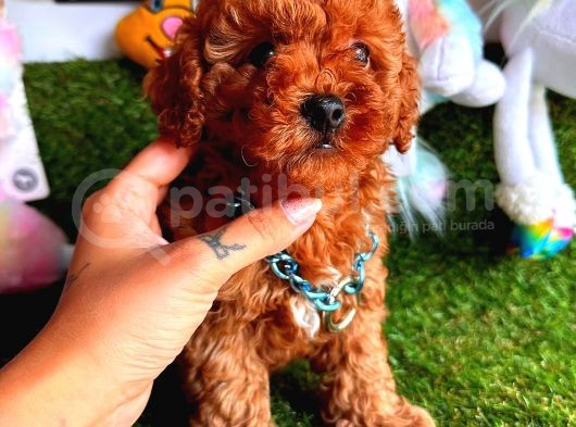 Kore Kan Red Erkek Toy Poodle görsel