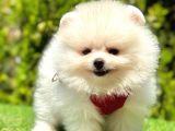Ayicik Surat Pomerani̇an Boo Bebekler