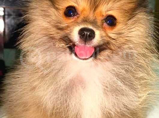 Orange Di̇şi̇ Teacup Pomerani̇an Boo görsel