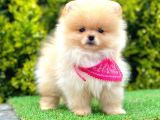 Teddy Face Pomerani̇an Yavrular