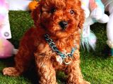Kore Kan Red Erkek Toy Poodle