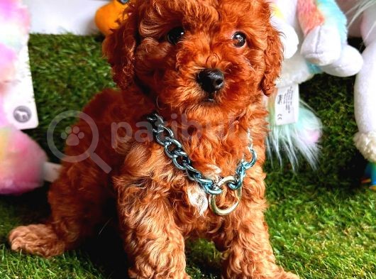 Kore Kan Red Erkek Toy Poodle görsel