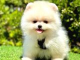 AYICIK SURAT POMERANİAN BOO BEBEKLER