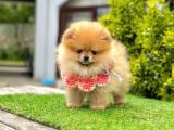 Teddy Face Pomerani̇an Yavrular