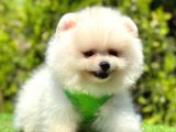 Ayicik Surat Pomerani̇an Boo Bebekler