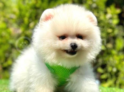 Ayicik Surat Pomerani̇an Boo Bebekler görsel