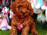 KORE KAN DİŞİ REDBROWN TOY POODLE
