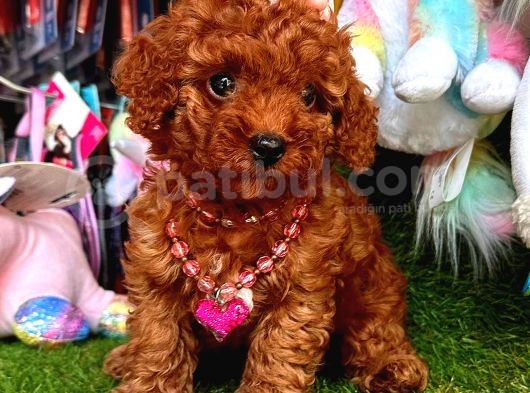 Kore Kan Di̇şi̇ Redbrown Toy Poodle