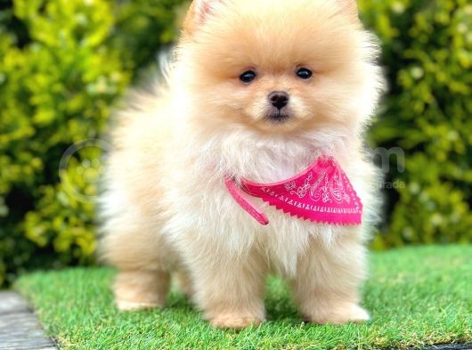 Teddy Face Pomerani̇an Yavrular görsel